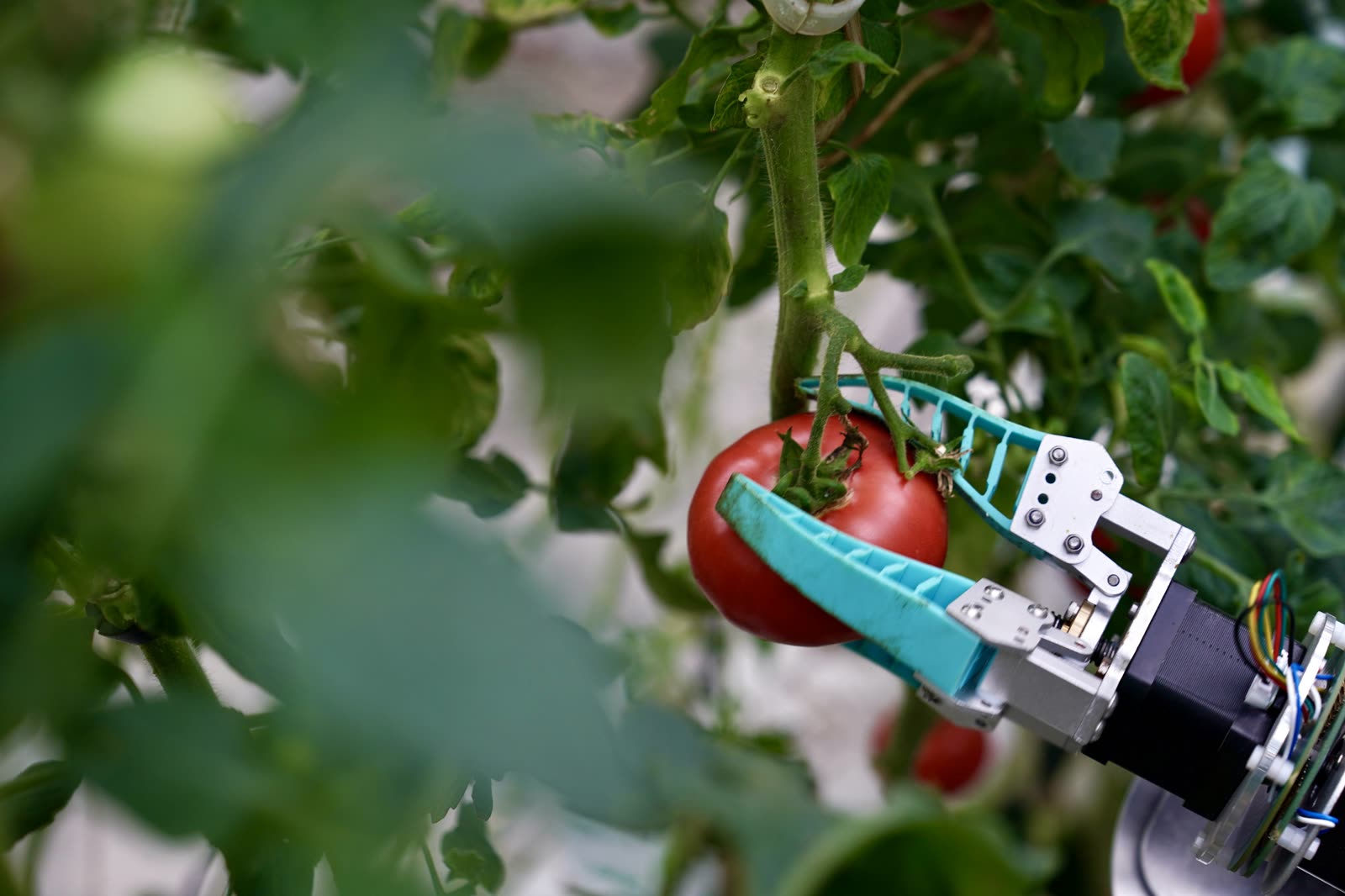Garra robótica colhendo tomate em estufa